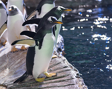 Wedding & Proposal Venue | Loveland Living Planet Aquarium, Draper UT