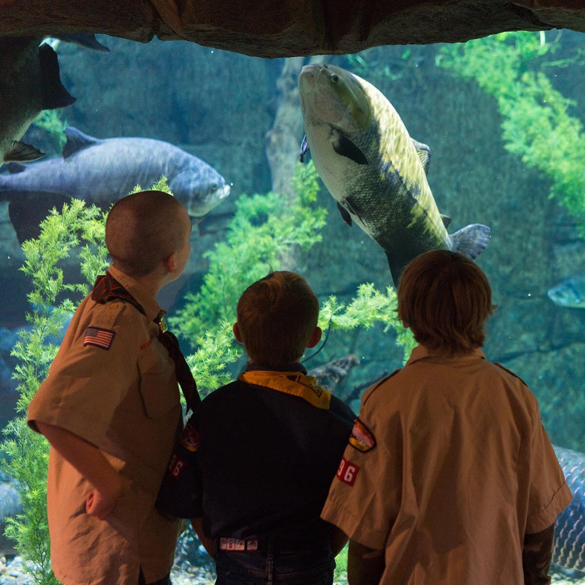 Boy scouts watch large river fish at Loveland Living Planet Aquarium in Draper Utah