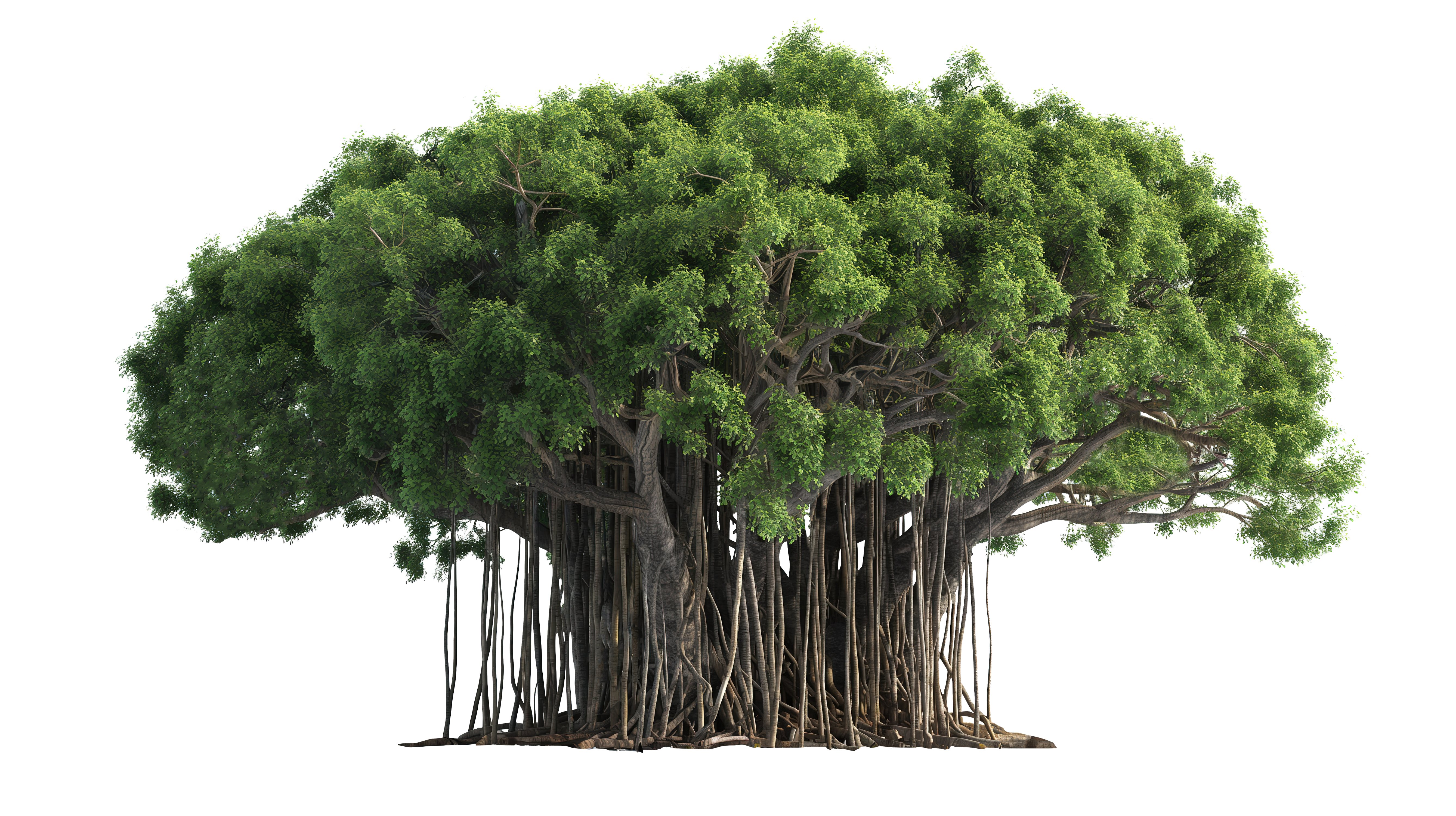 Banyan tree that you can find in the Ford Expedition Asia habitat