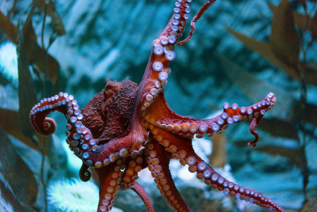 Animal_Octopus_Pacific_closeup_tentacles