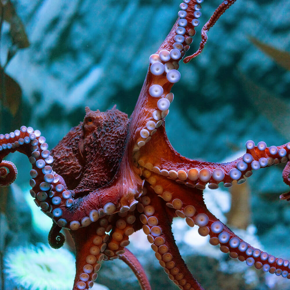 Animal_Octopus_Pacific_closeup_tentacles