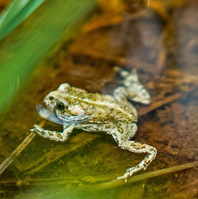 Boreal Toad Conservation - The Living Planet Aquarium