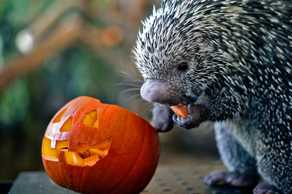 Porcupine eating a pumpkin