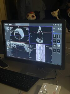 CT scan and images of Takoda, the sloth. 