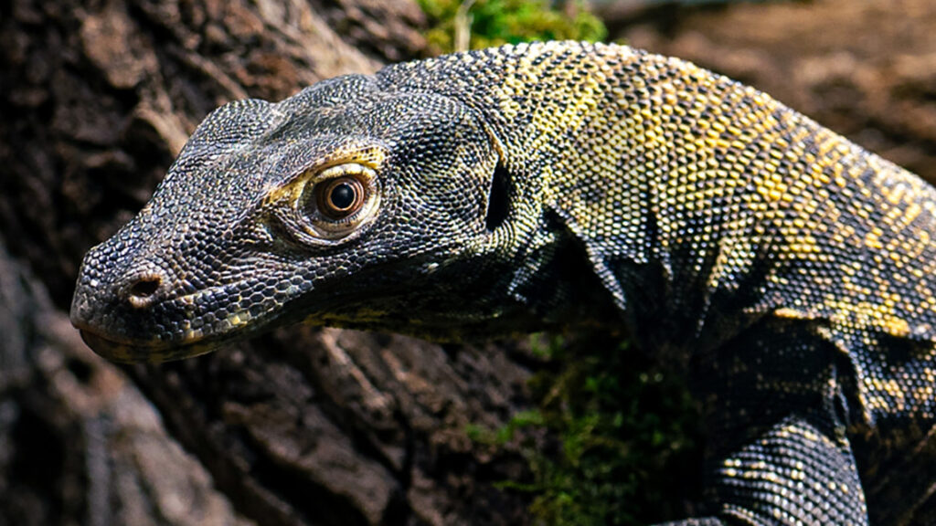 Komodo dragon in Ford Expedition Asia