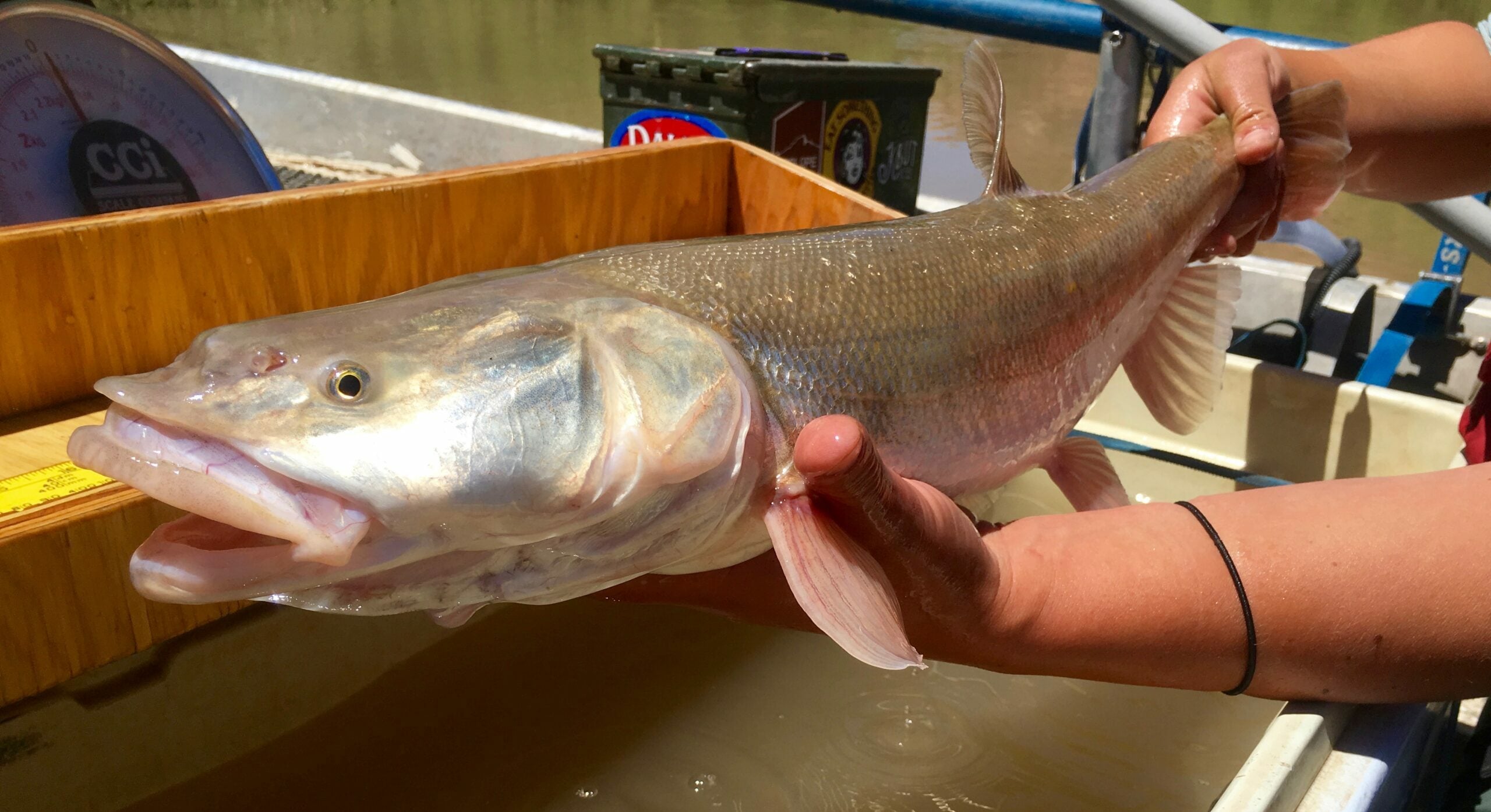 Endangered Colorado Pikeminnow Makes its Way to Draper and Beyond