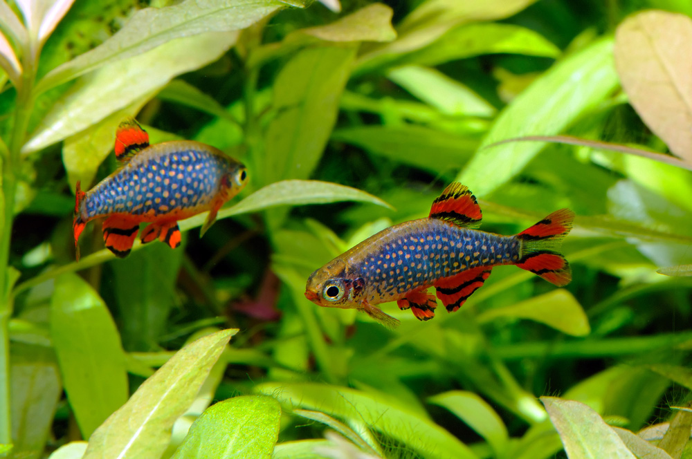 Ford Expedition Asia will have lots of tropical freshwater fish