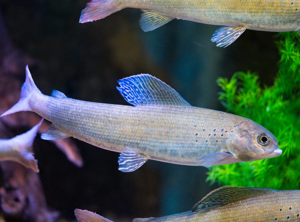 Discover Utah Fish
