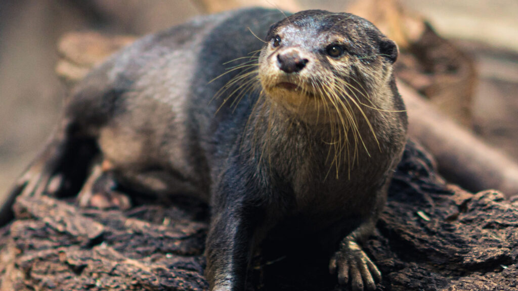 Asian small-clawed otter in Ford Expedition Asia