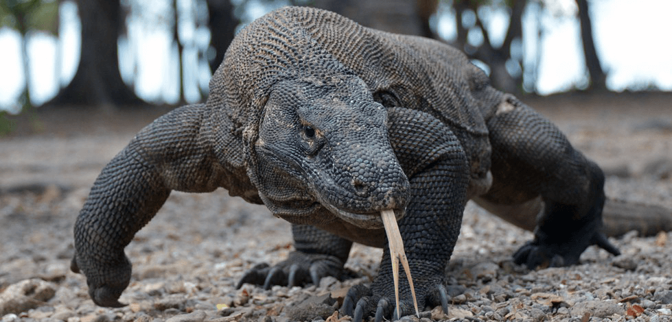 Adult Komodo Dragon sticking its tongue out.
