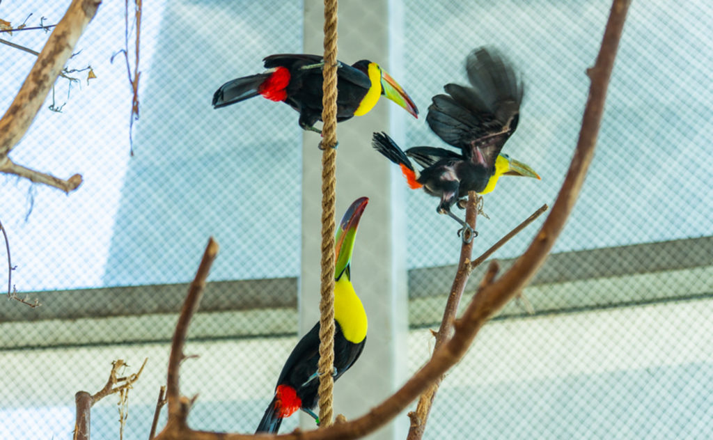 Three Keel-billed Toucan's jumping on a tree limb.