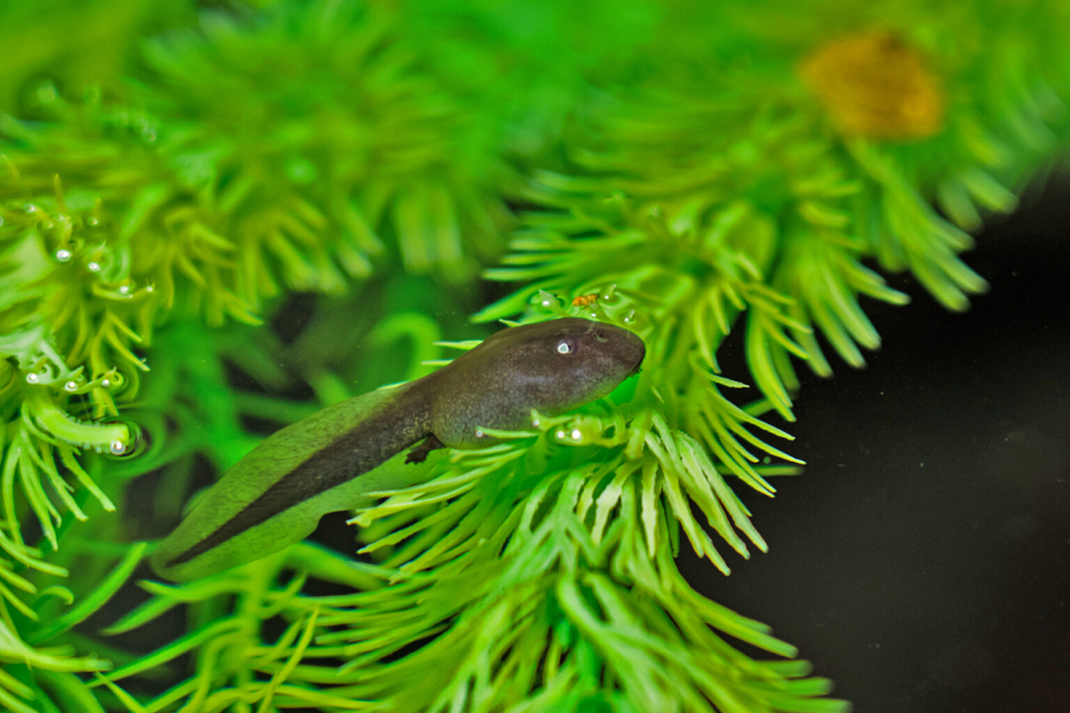 Boreal Toad Conservation - The Living Planet Aquarium