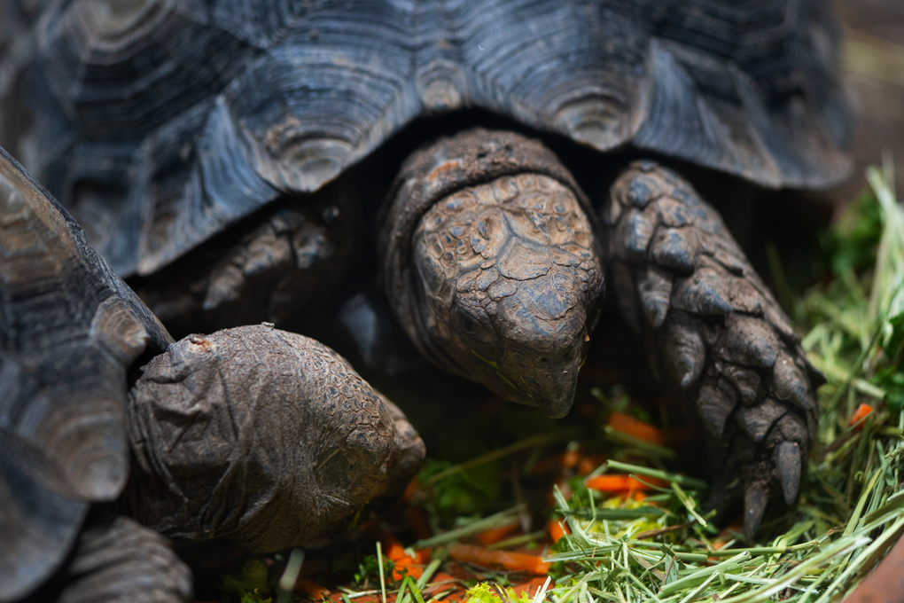 burmese mountain tortoise