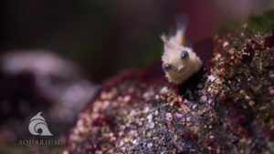 Small lumpsucker fish on a rock