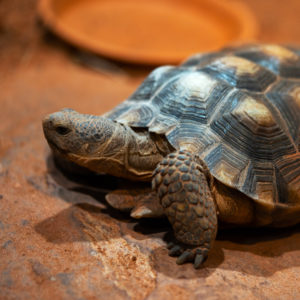 desert tortoise