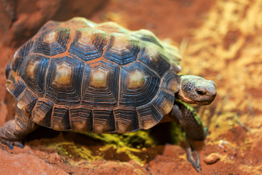 desert tortoise