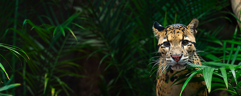 Jungle cat in the rainforest