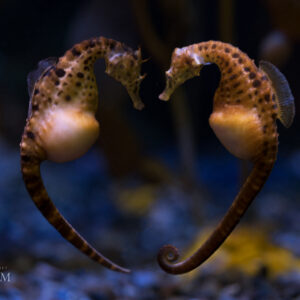 Seahorses in a heart