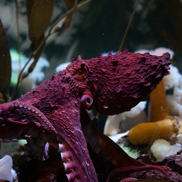 Large Octopus Hurricane Lantern 47cm – by LEO