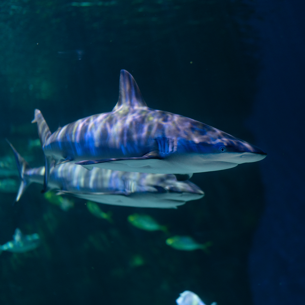 Sharks | Educational Resources | Loveland Living Planet Aquarium