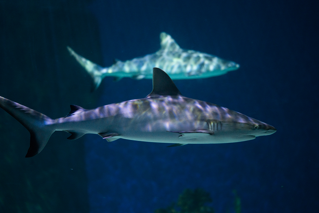 Grey reef shark swimming