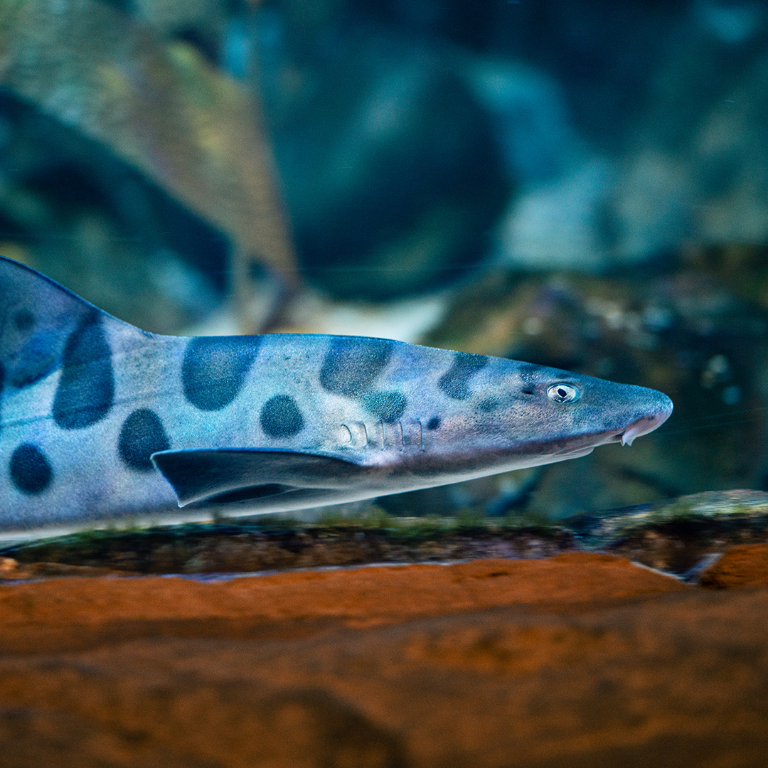 Leopard shark gliding through the water