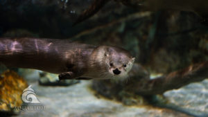Swimming River Otter