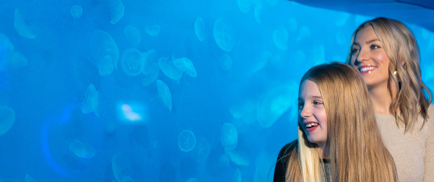 Underwater scene at Loveland Living Planet Aquarium representing the value of an annual membership