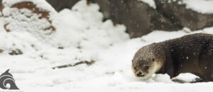 Otter in the Snow Wallpaper