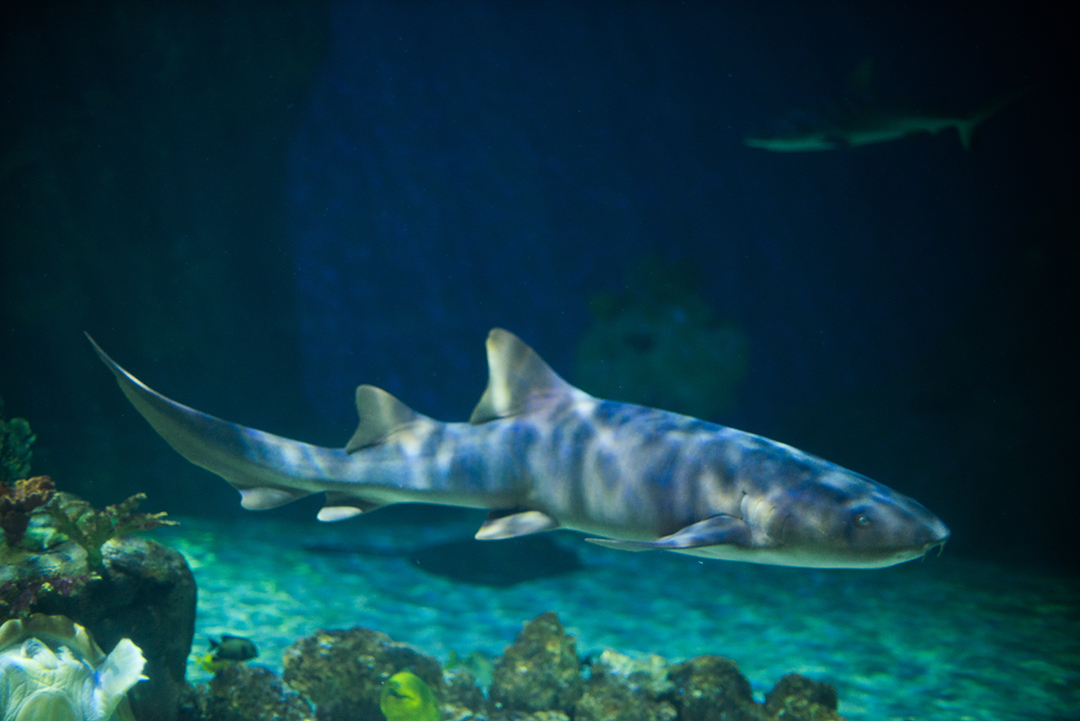 Nurse shark resting on the seabed