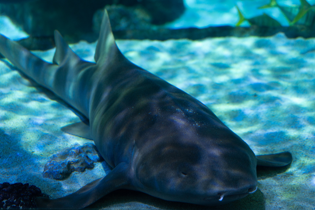 Nurse shark