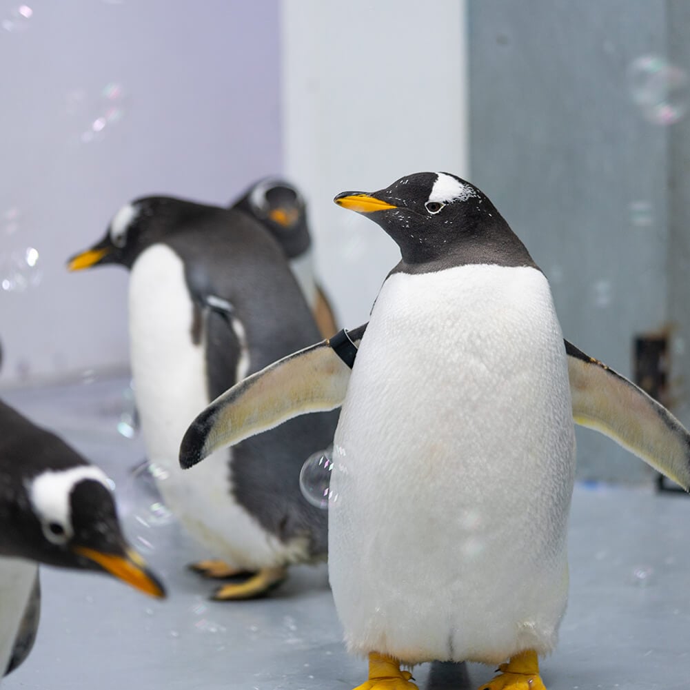 Family of penguins