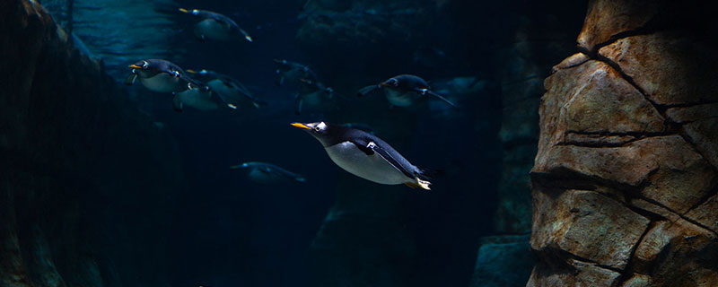 Penguin swimming underwater around rocks