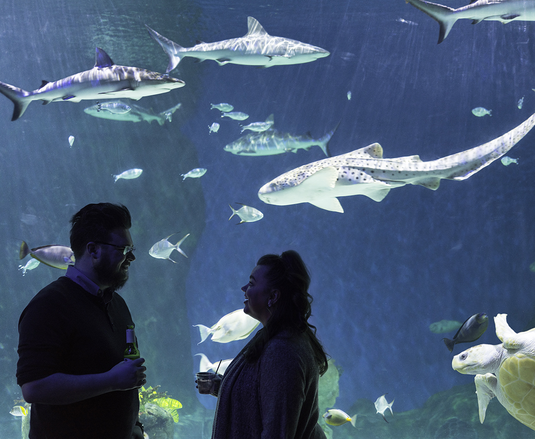 Guests watching sharks and a sea turtle