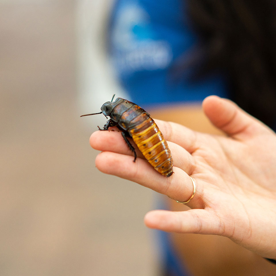 Hand displaying roach