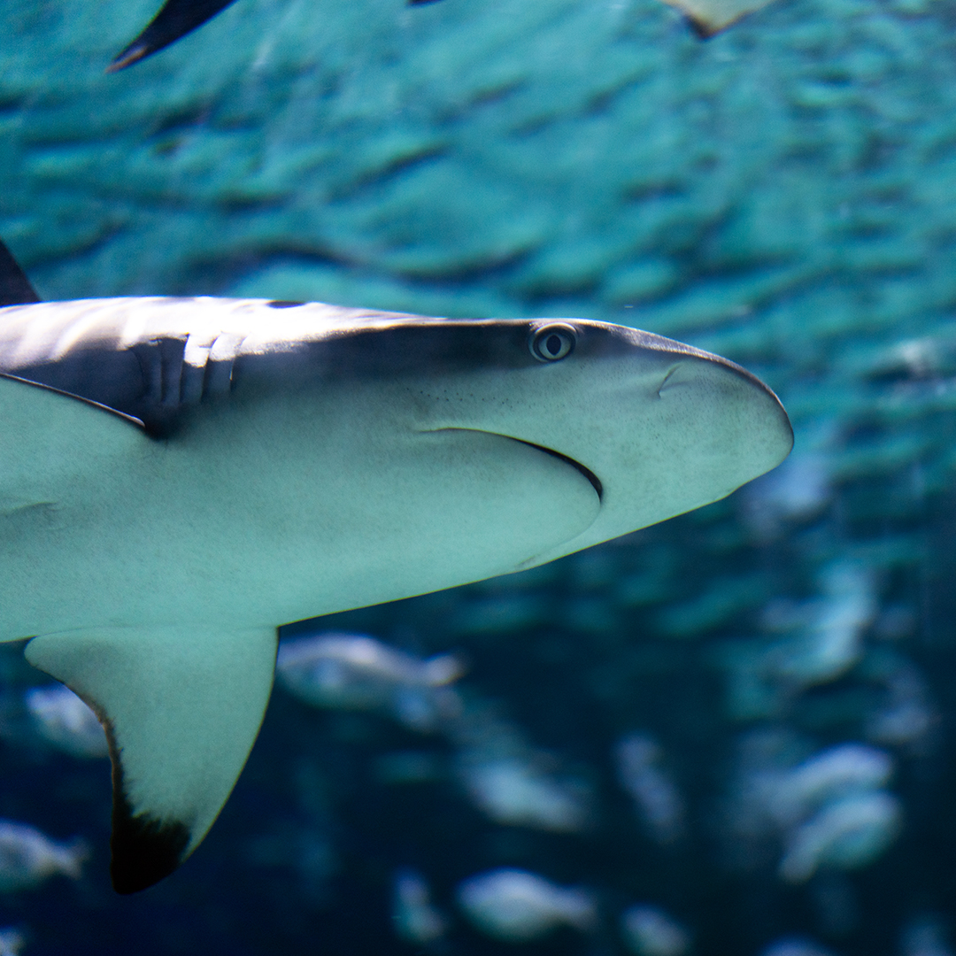 Sandbar shark up close