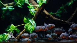 A school of Piranhas