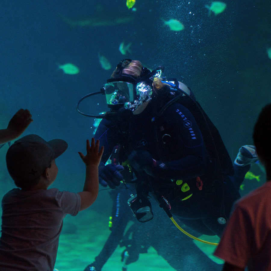 Diver Underwater Talking to Crowd