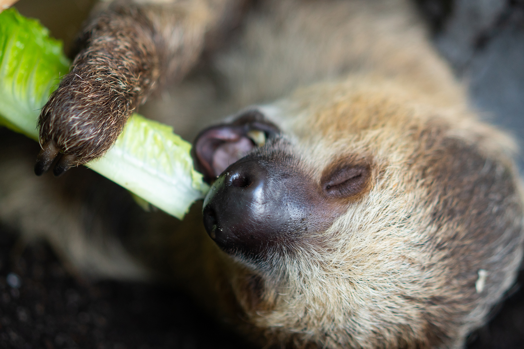sloth eating fruit