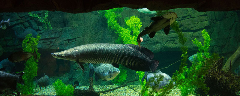 Aquarium river habitat with fish
