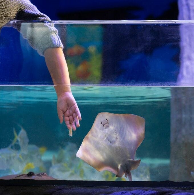 Stingray Feeding