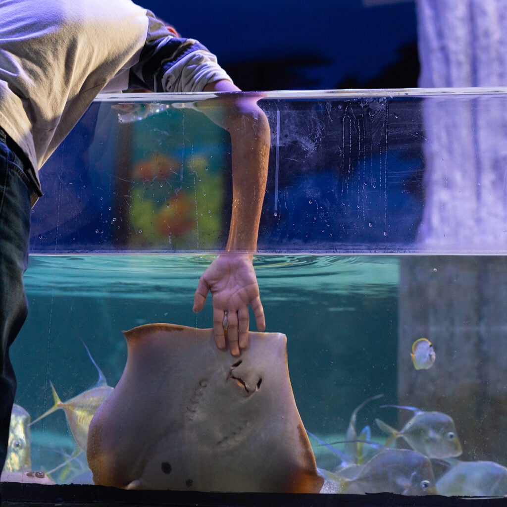 Interact with stingrays during the encounter