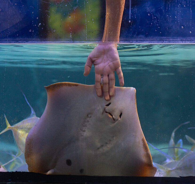 Stingray encounter