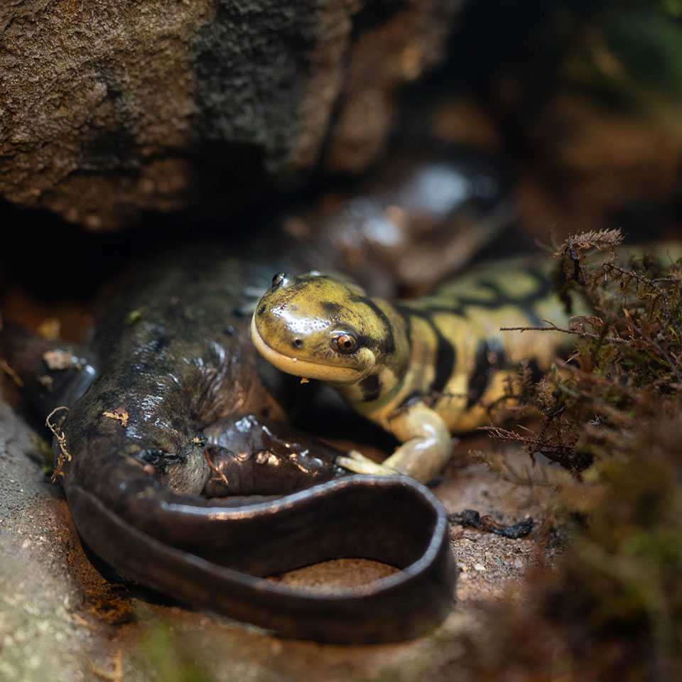 Pair of lizards