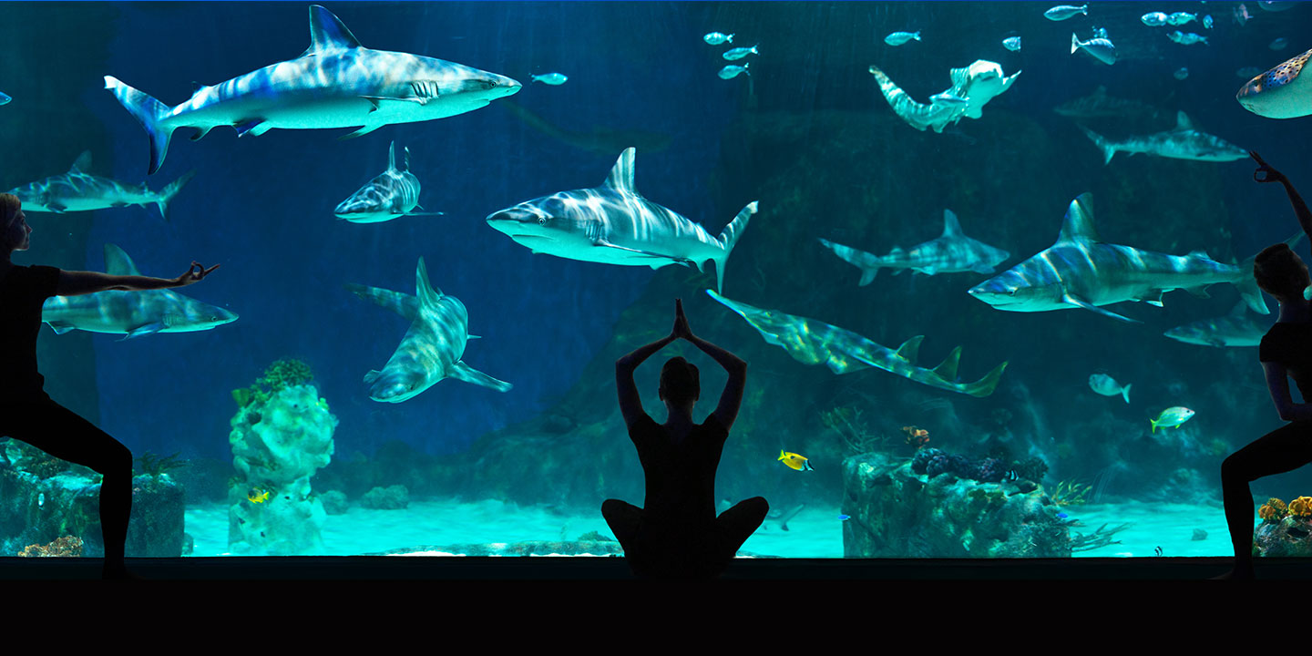 Yoga in front of a large fish tank