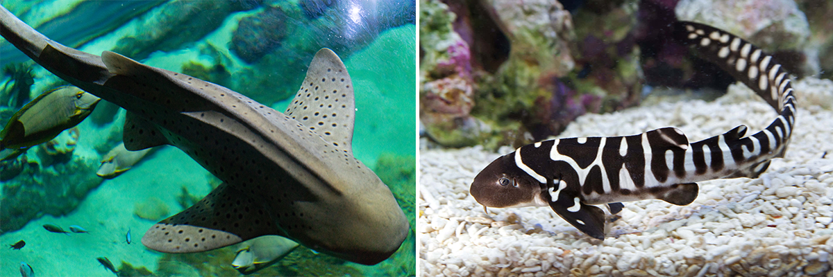 adult vs juvenile zebra shark